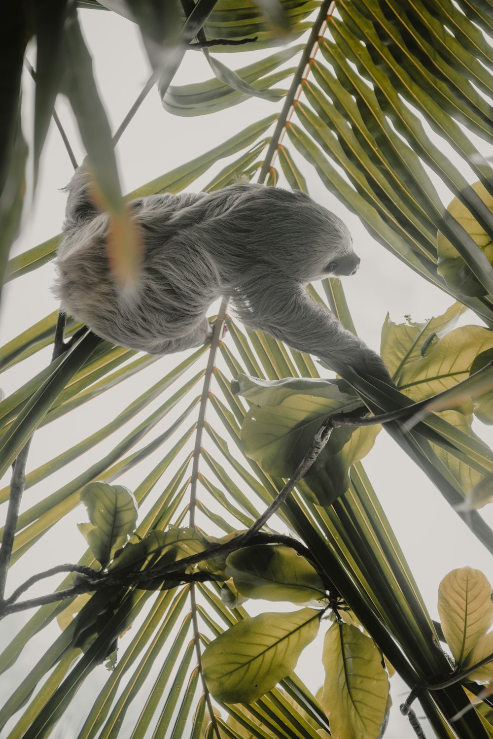 a sloth hanging from a tree branch in the jungle