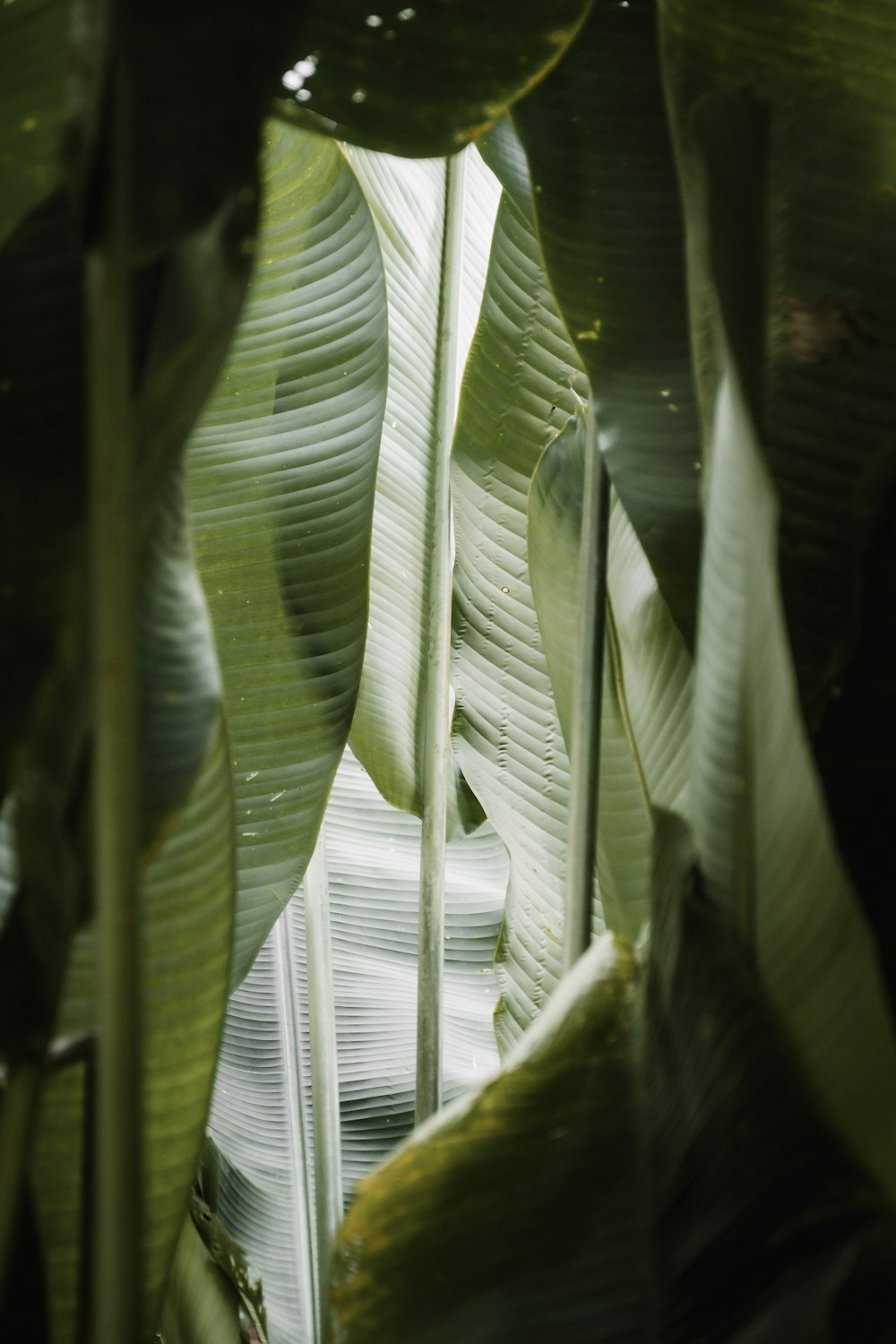 a close up of a large leafy plant