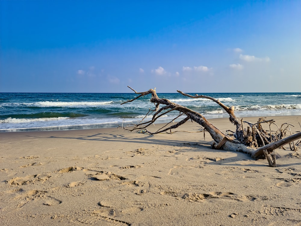 a fallen tree laying on top of a sandy beach