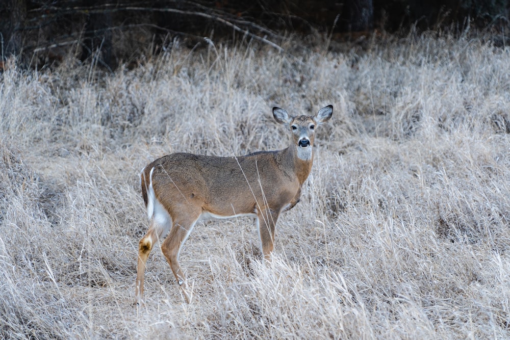 a deer standing in a field of dry grass