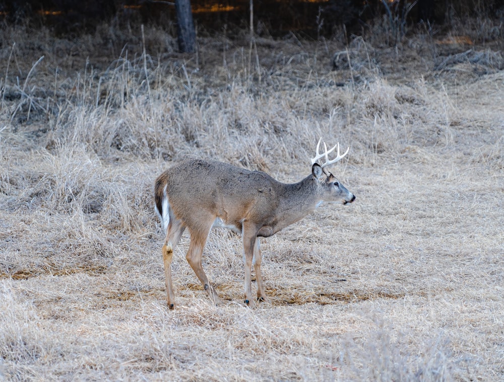 a deer standing in a dry grass field