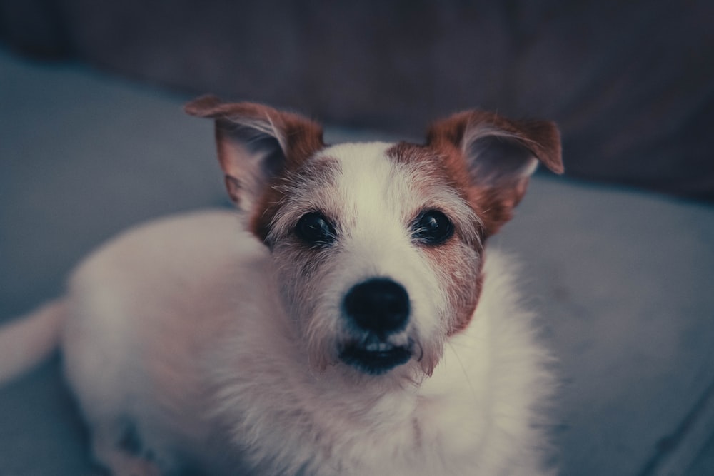 a small white and brown dog sitting on top of a couch