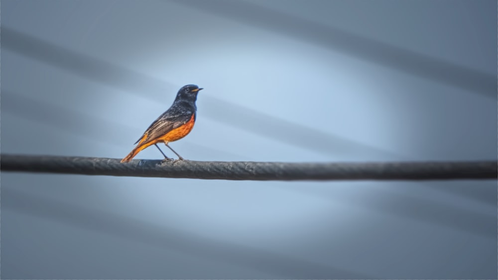 a small bird perched on a wire