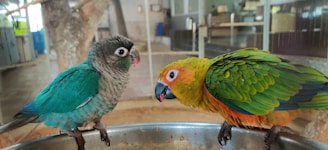 Two parrots perched on a metallic bowl, with one parrot displaying vibrant green and orange plumage and the other showcasing shades of blue and gray. The background consists of a blurred indoor setting with large enclosures and a tree trunk visible.