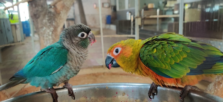 Two parrots perched on a metallic bowl, with one parrot displaying vibrant green and orange plumage and the other showcasing shades of blue and gray. The background consists of a blurred indoor setting with large enclosures and a tree trunk visible.