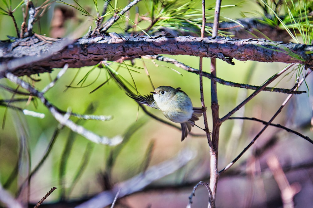 a small bird perched on a branch of a tree