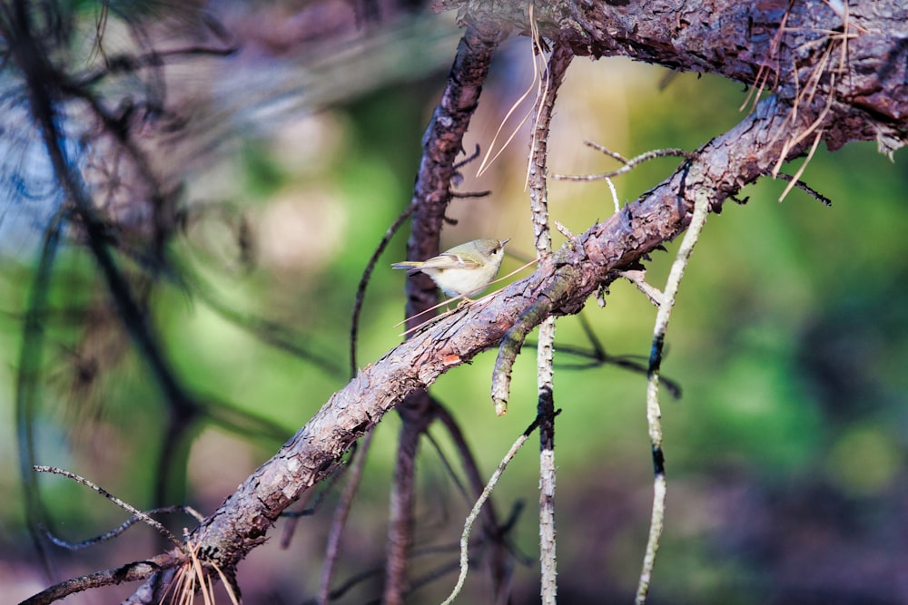 a small bird perched on a tree branch