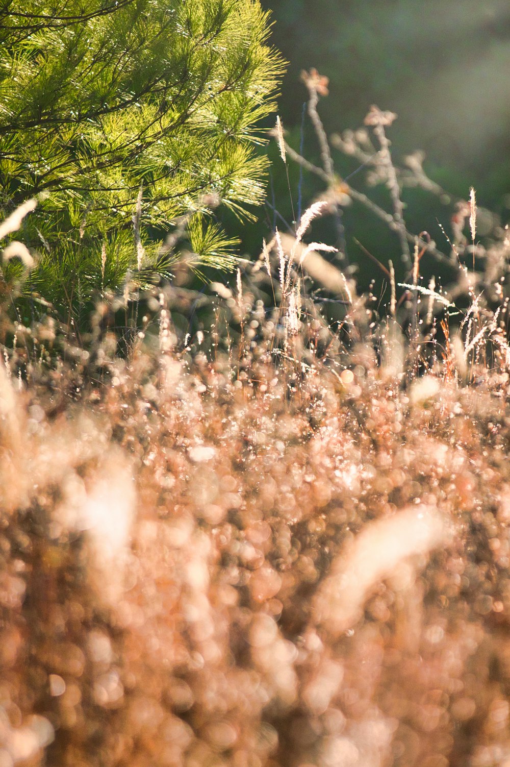 a blurry photo of a field of grass and trees