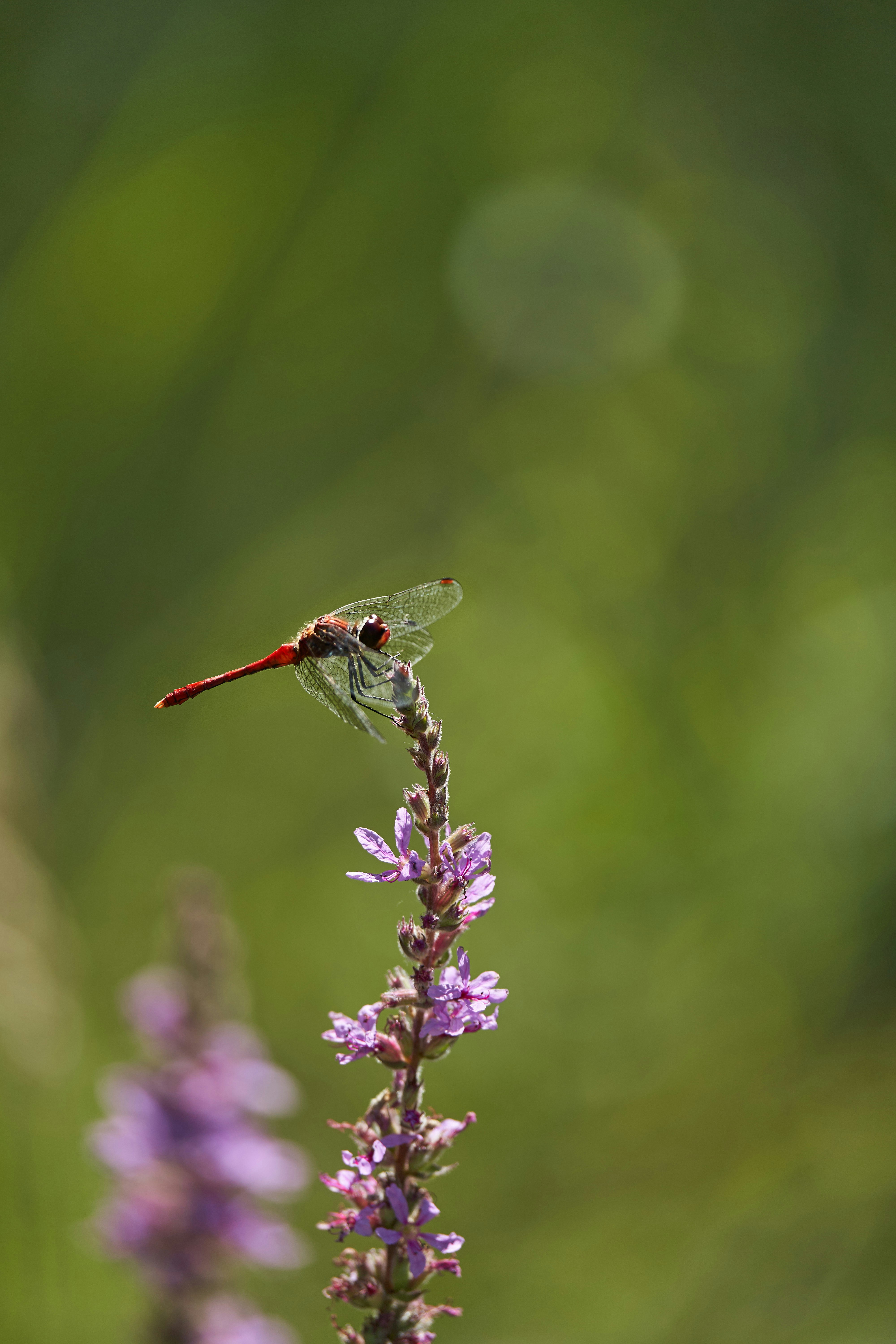 Photo by wolfgang_hasselmann