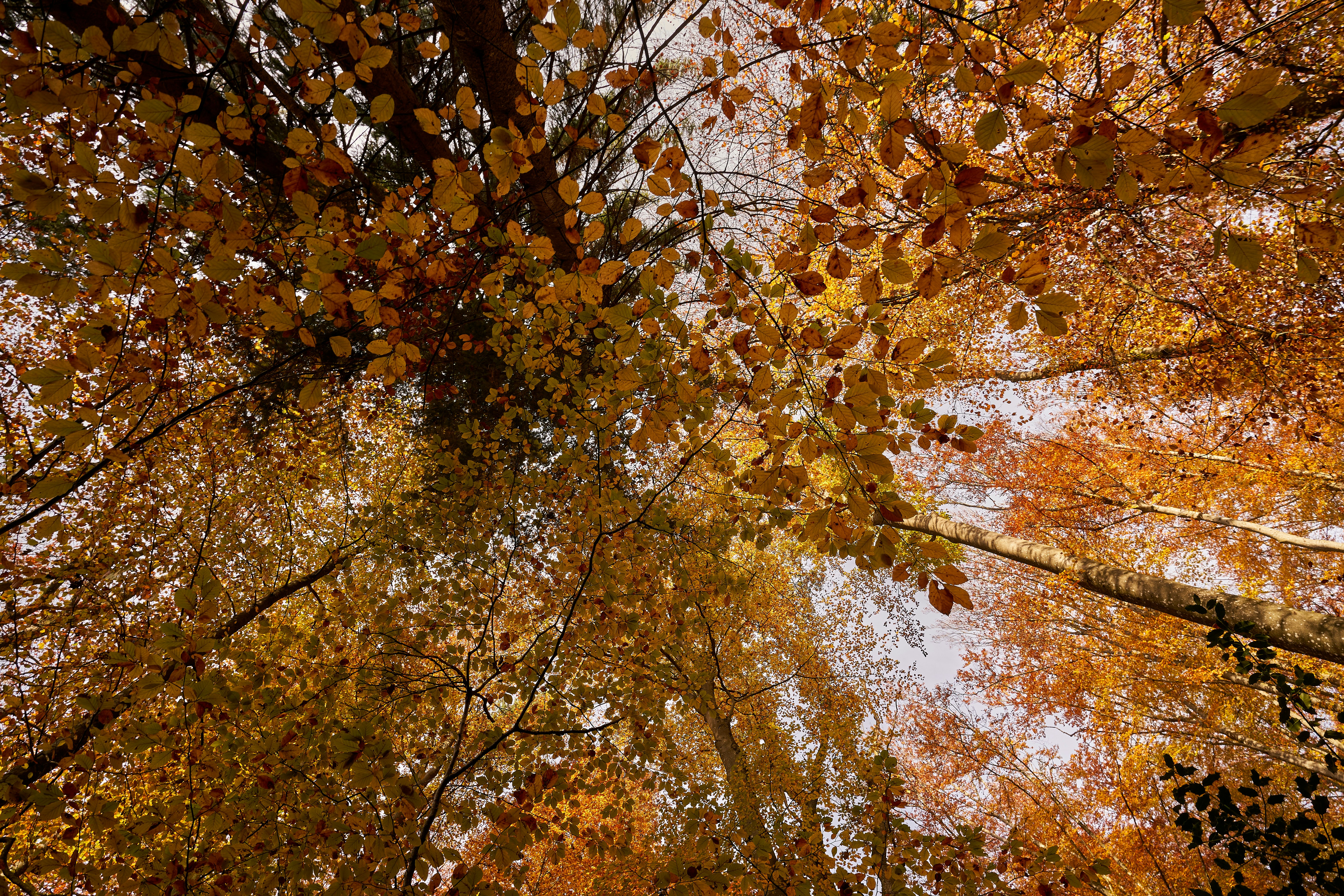 Photo by wolfgang_hasselmann