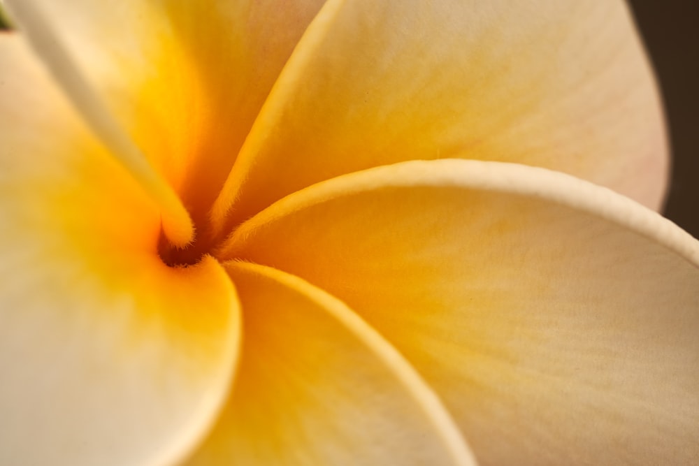 a close up of a yellow flower with a black background
