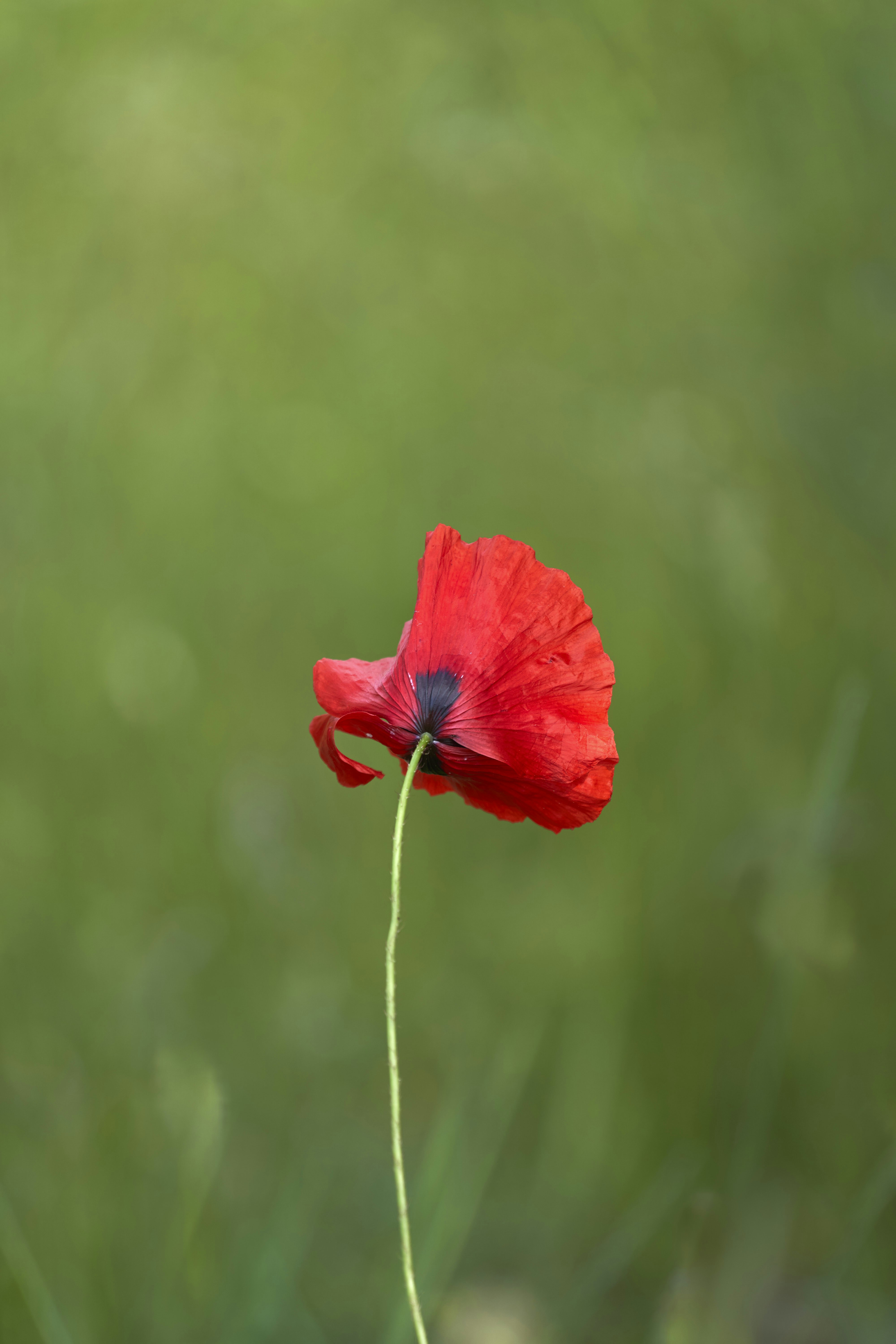 Photo by wolfgang_hasselmann