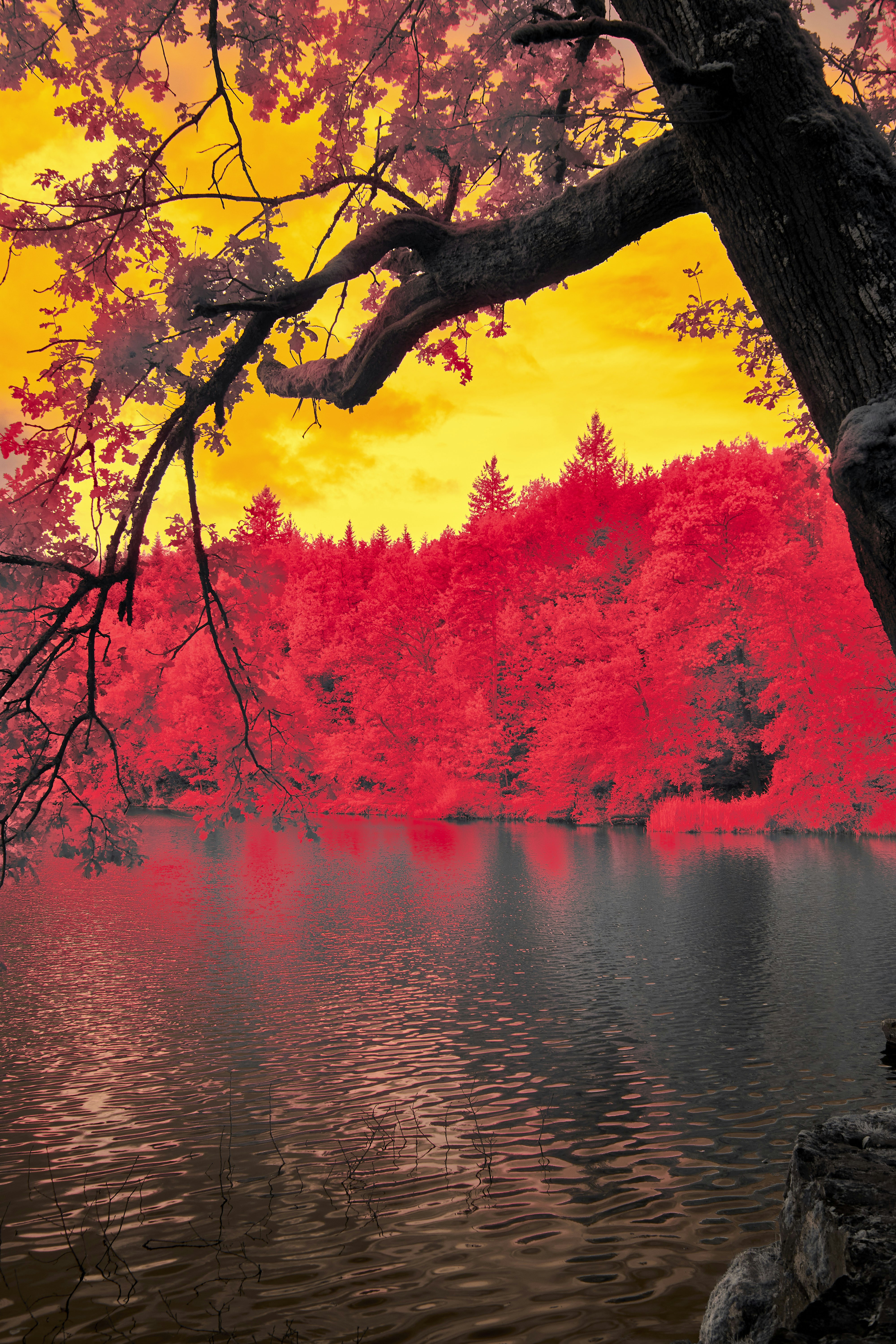 Photo by wolfgang_hasselmann