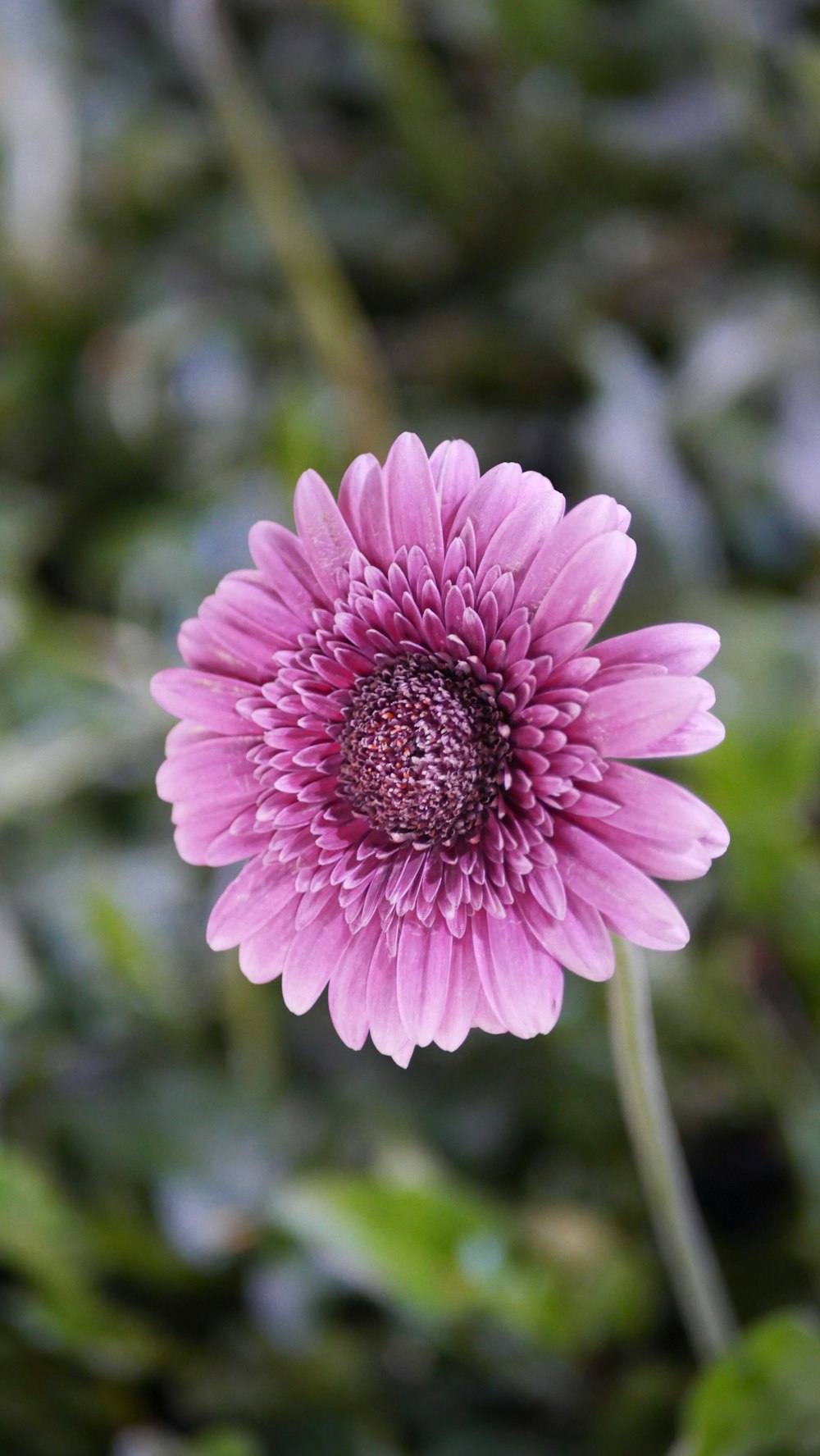 a pink flower with a green background