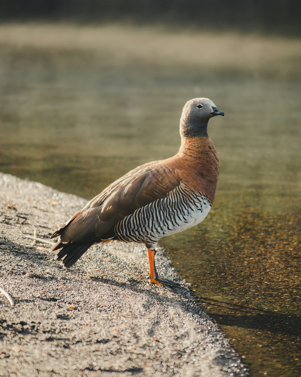 a bird standing on the edge of a body of water