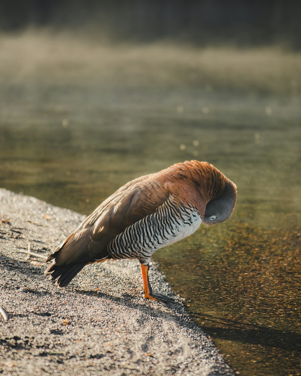 a bird standing on the edge of a body of water