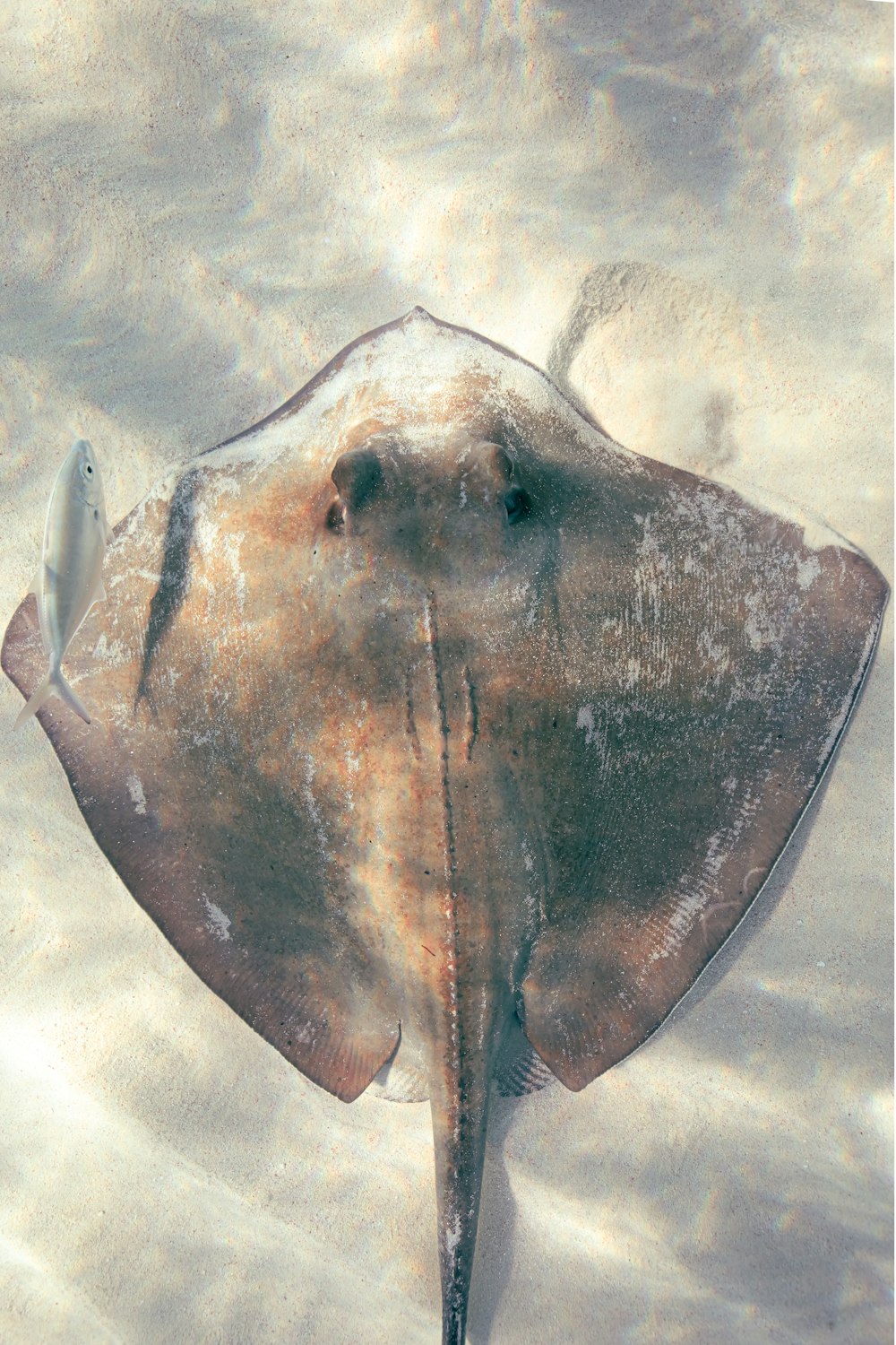 a large brown and white animal laying on top of a sandy beach