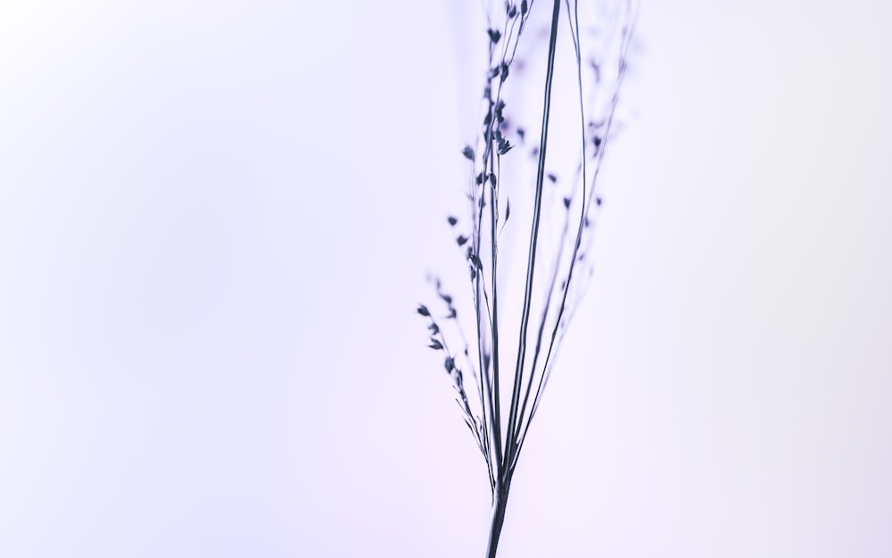 a close up of a plant on a white background