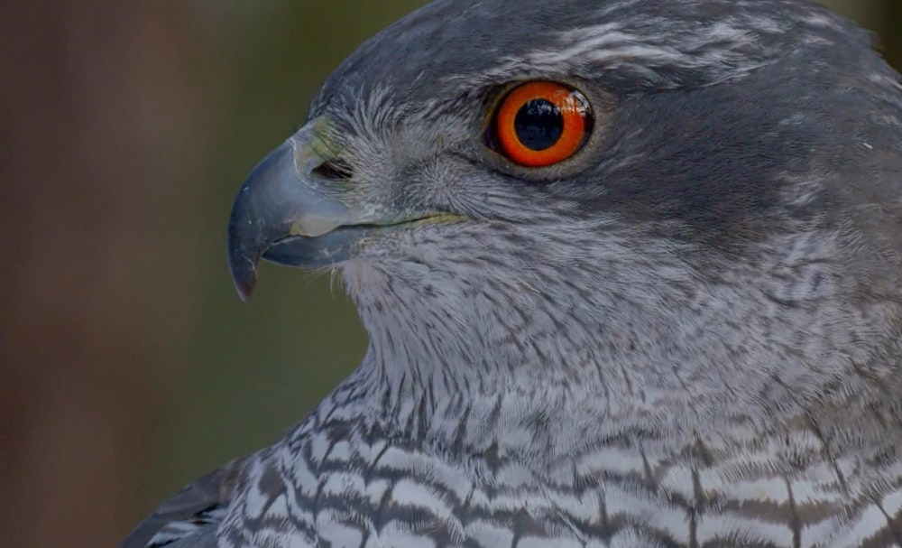 a close up of a bird with orange eyes