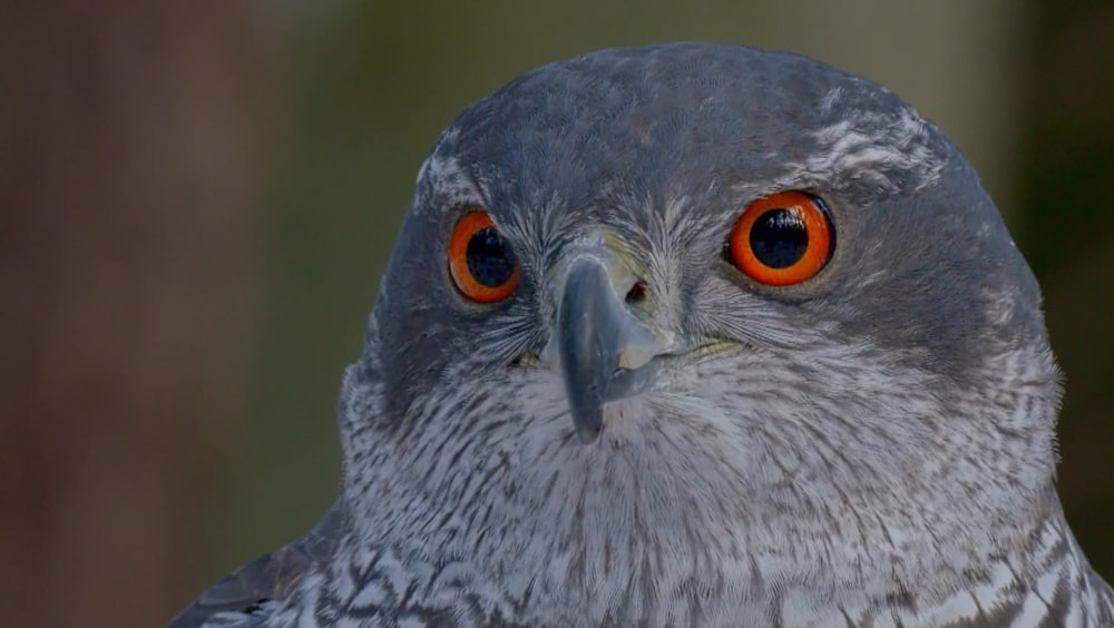 a close up of a bird with orange eyes