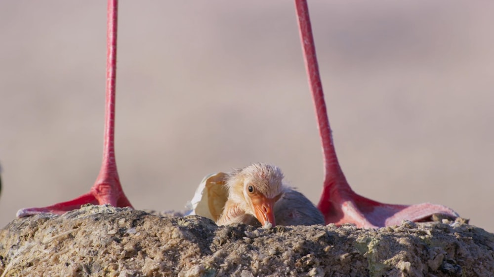 a couple of birds that are standing on a rock