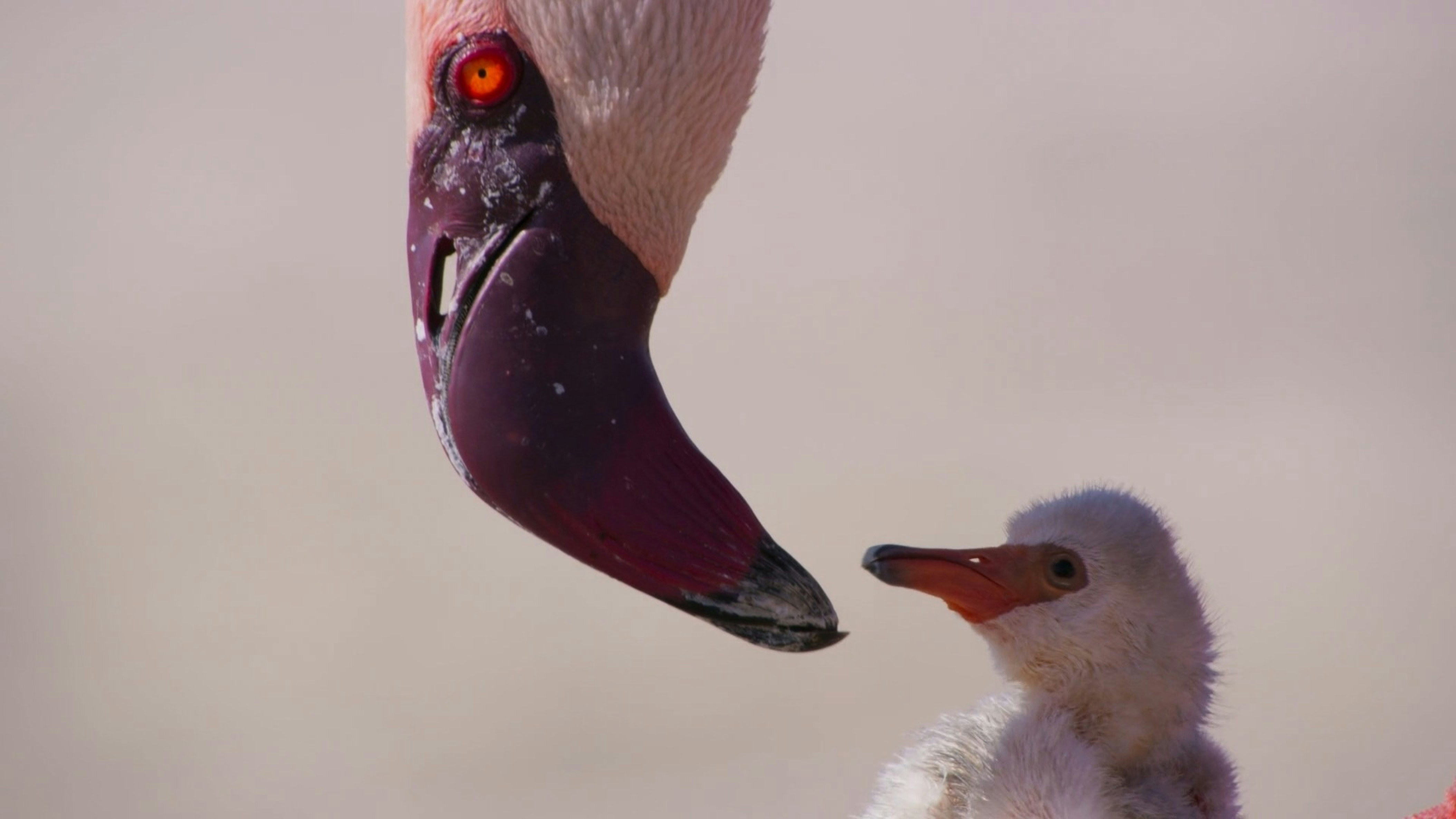 Who doesn't love flamingos? They've vibrant, colorful, hell even a little bit arrogant. Enjoy their beauty in pristine HD with a flamingo wallpaper from Unsplash. Our wallpapers are free to use for all!