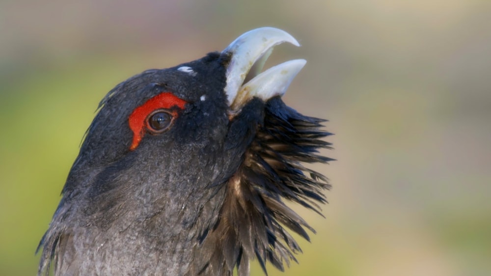 a close up of a bird with a long beak