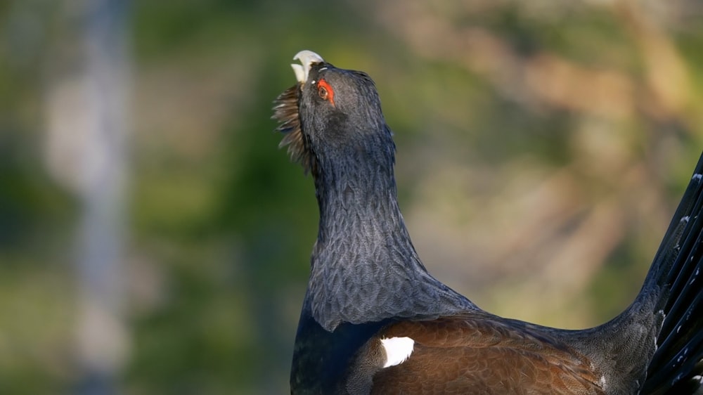 a close up of a bird with a blurry background