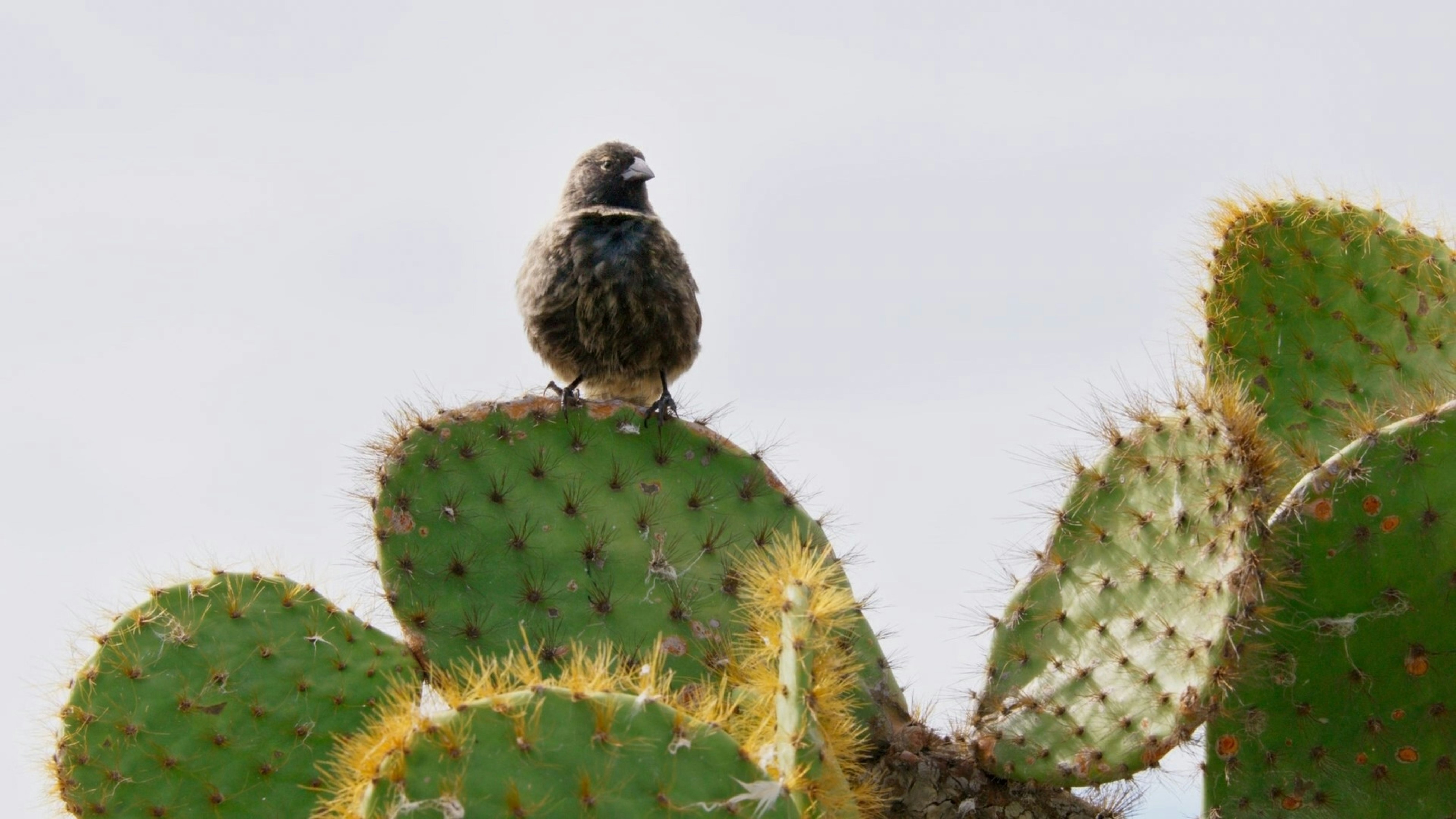Ein kleiner Vogel sitzt auf einem Kaktus Foto  Kostenloses Bild zum Thema  Vogel auf Unsplash