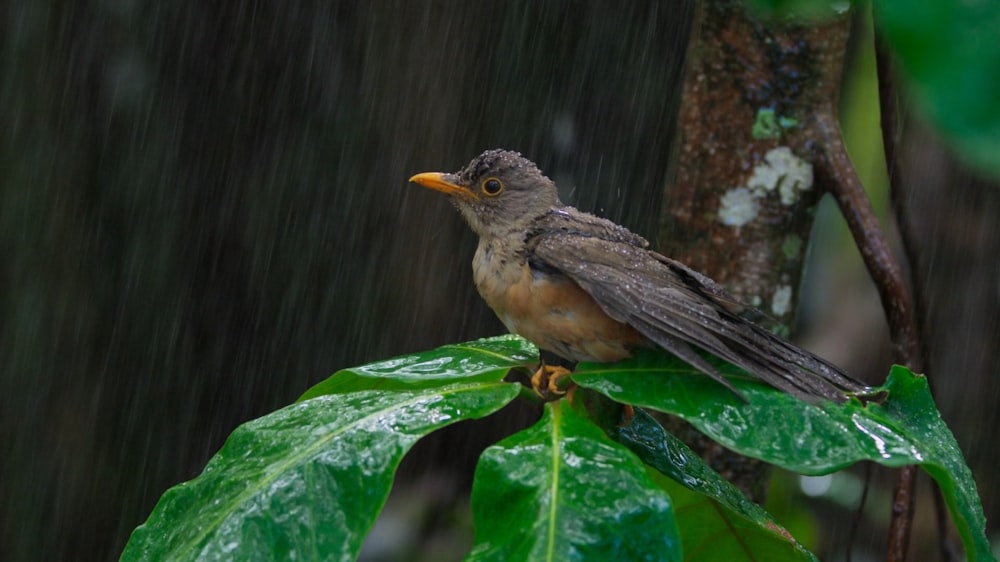 a bird sitting on a green leaf in the rain