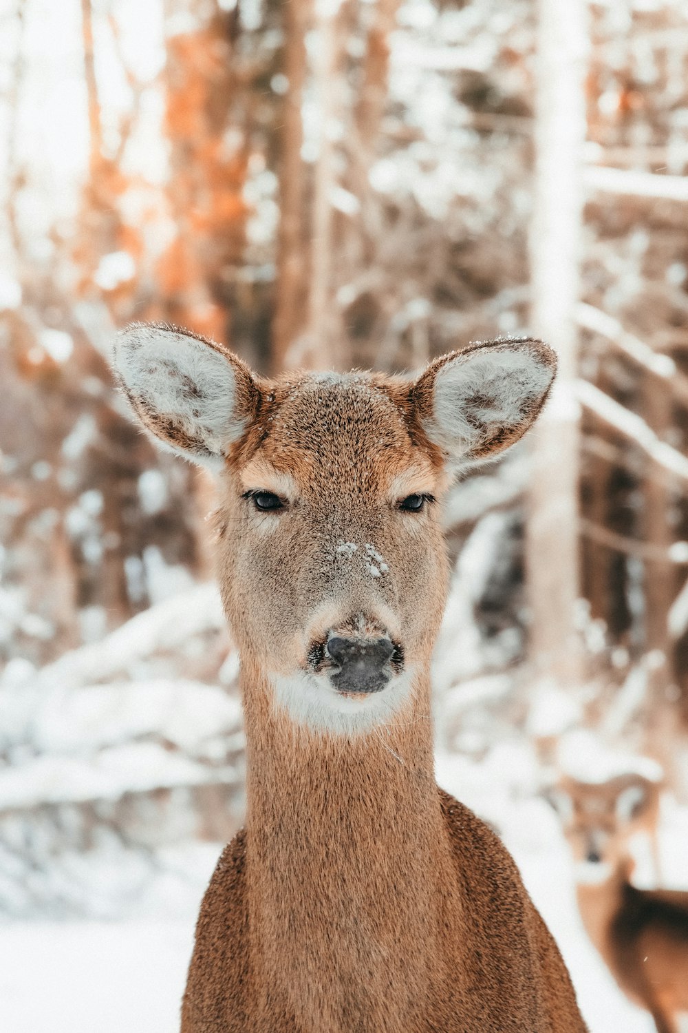 a close up of an animal