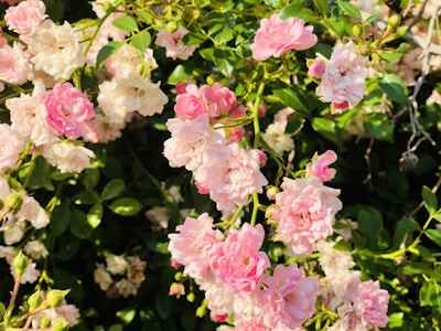 A cluster of pink roses blooming under bright sunlight in a backyard garden.