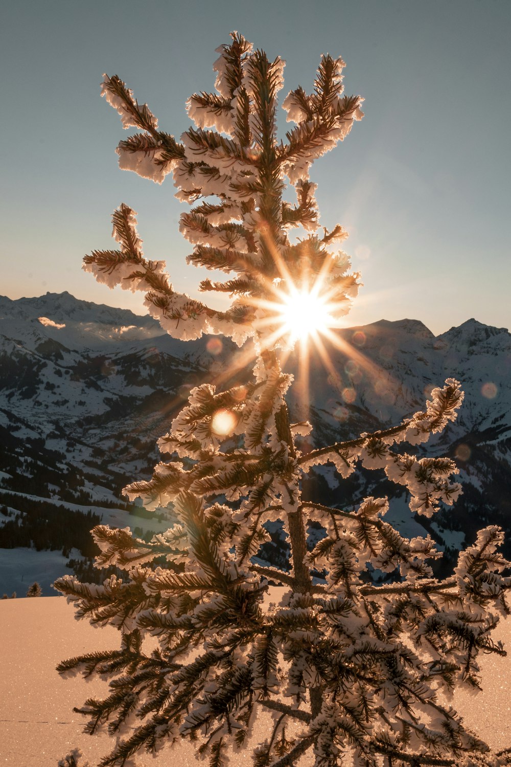 a pine tree with the sun shining through the branches