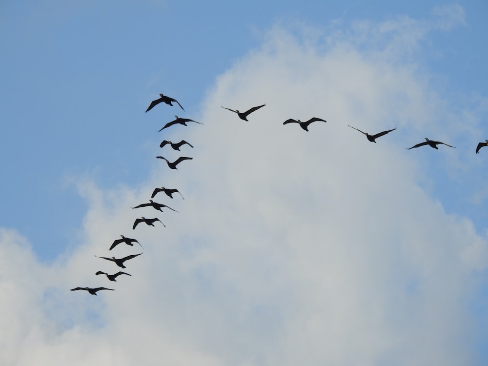 a flock of birds flying through a cloudy blue sky