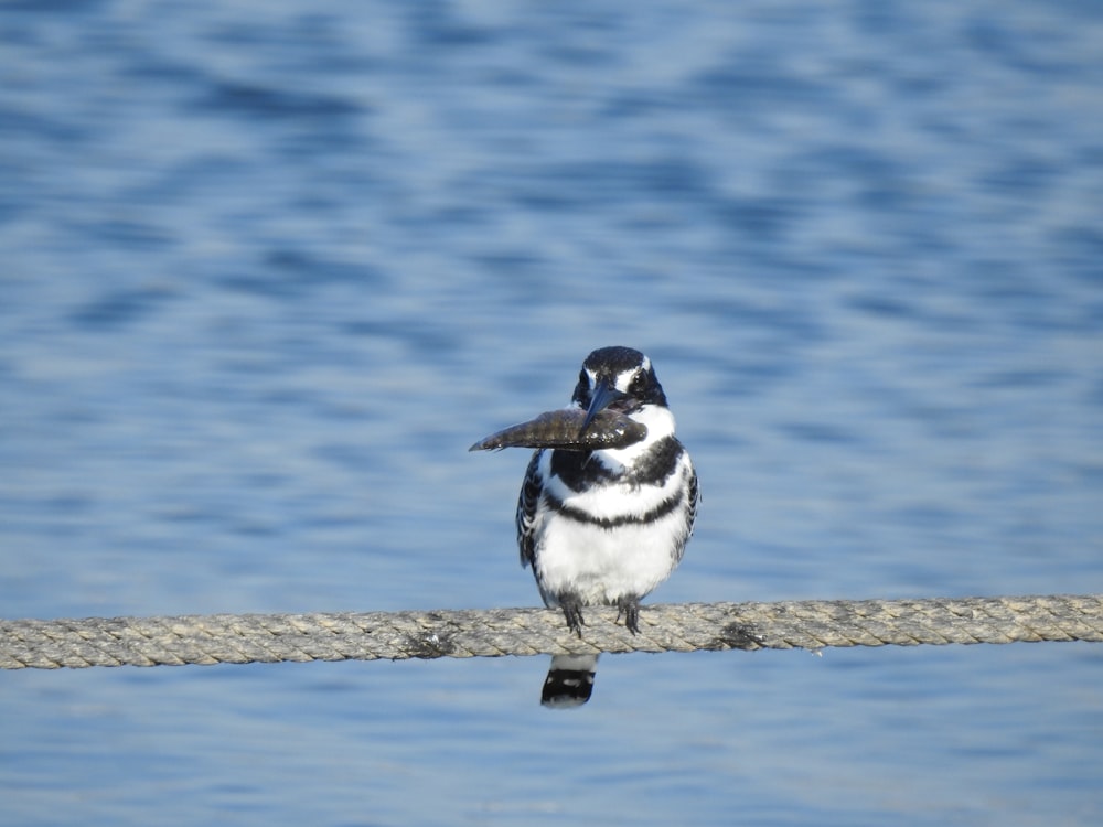 a black and white bird sitting on a rope