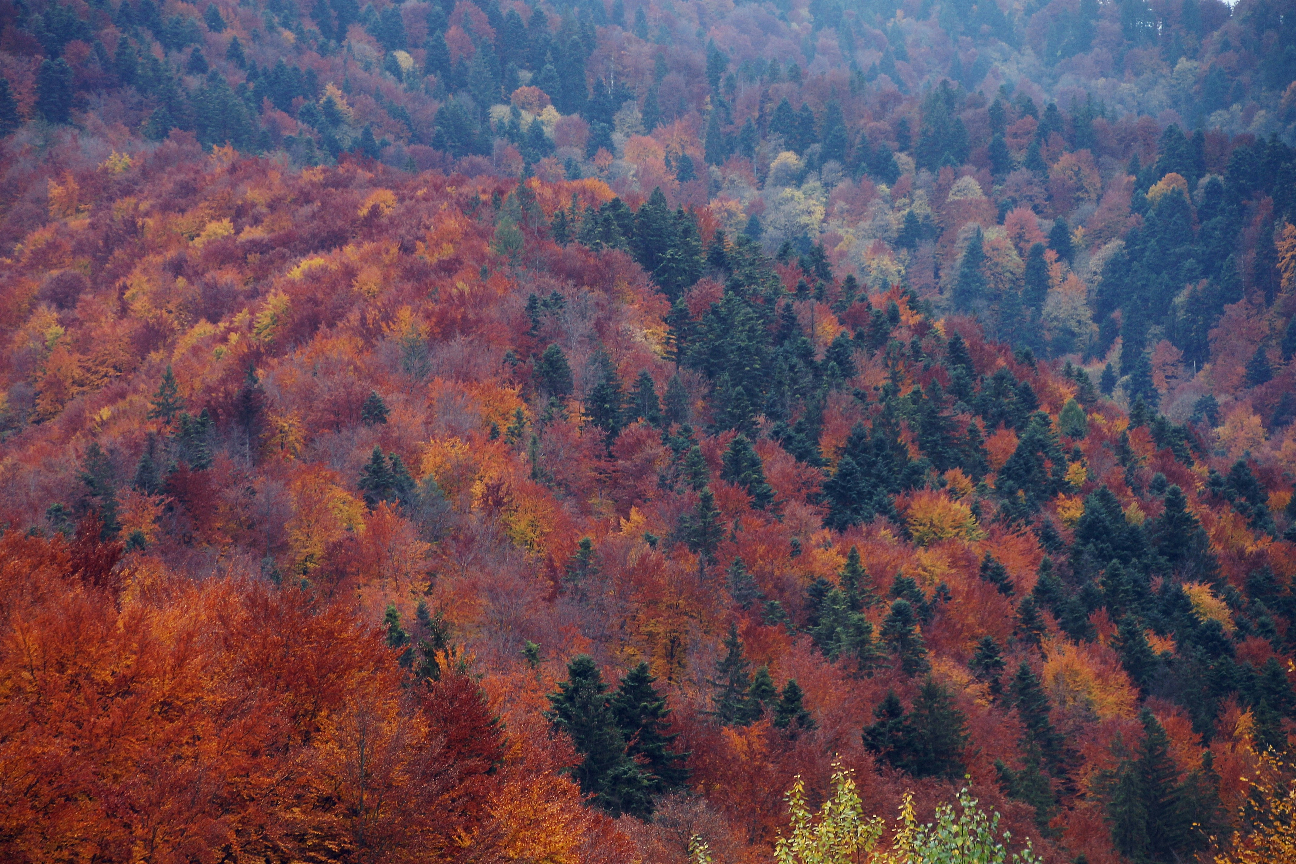 Photo by sinzianamihalache