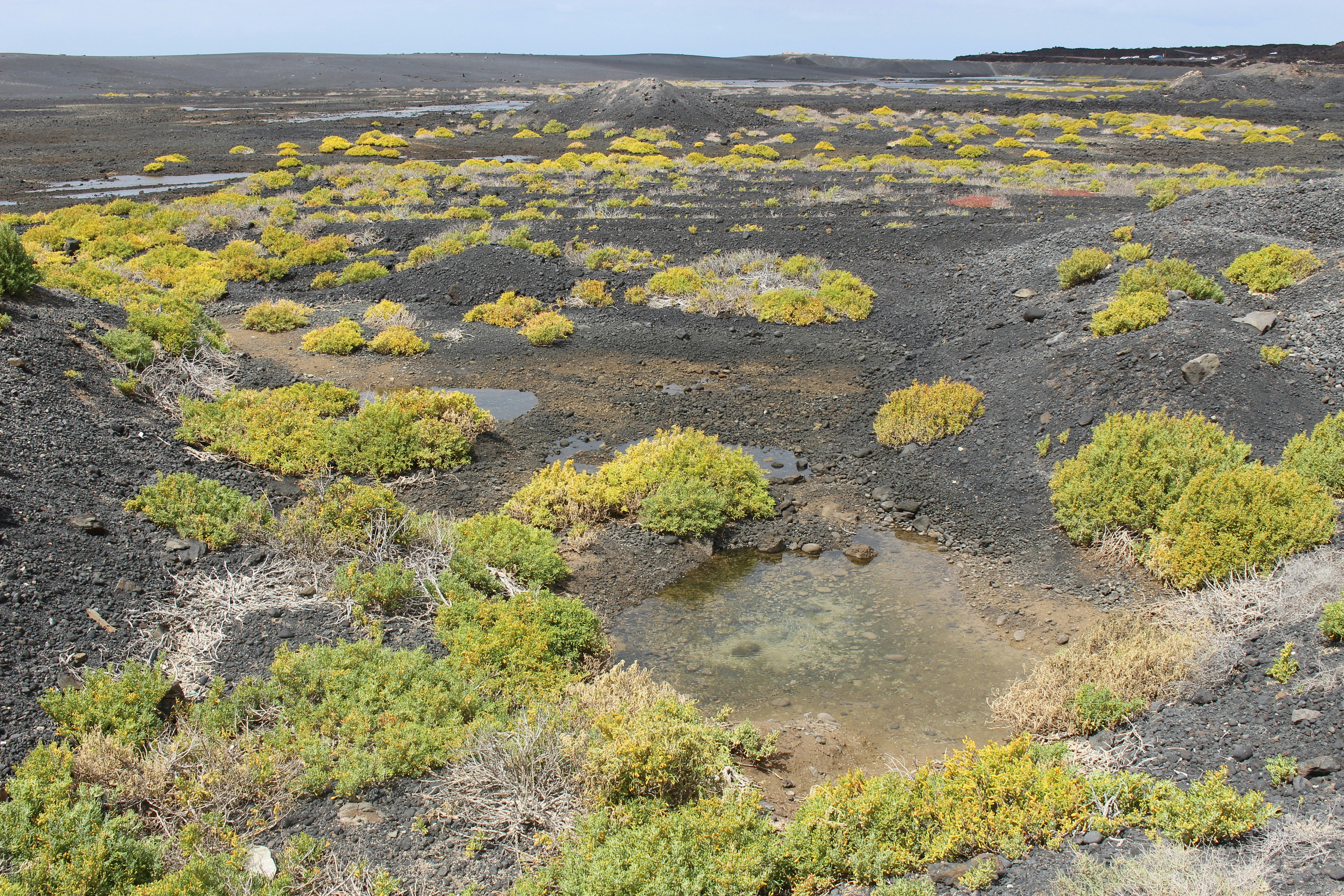 Ein Feld, auf dem viele Pflanzen wachsen