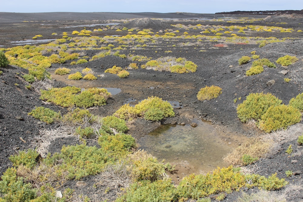 a field with a lot of plants growing out of it