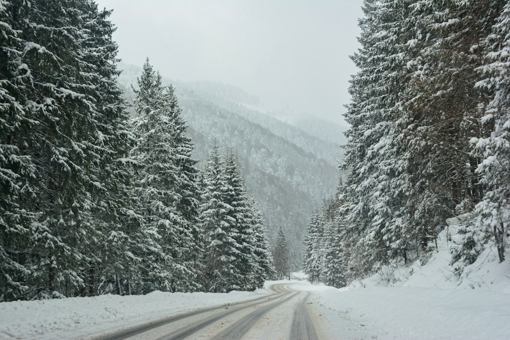 a snow covered road surrounded by pine trees