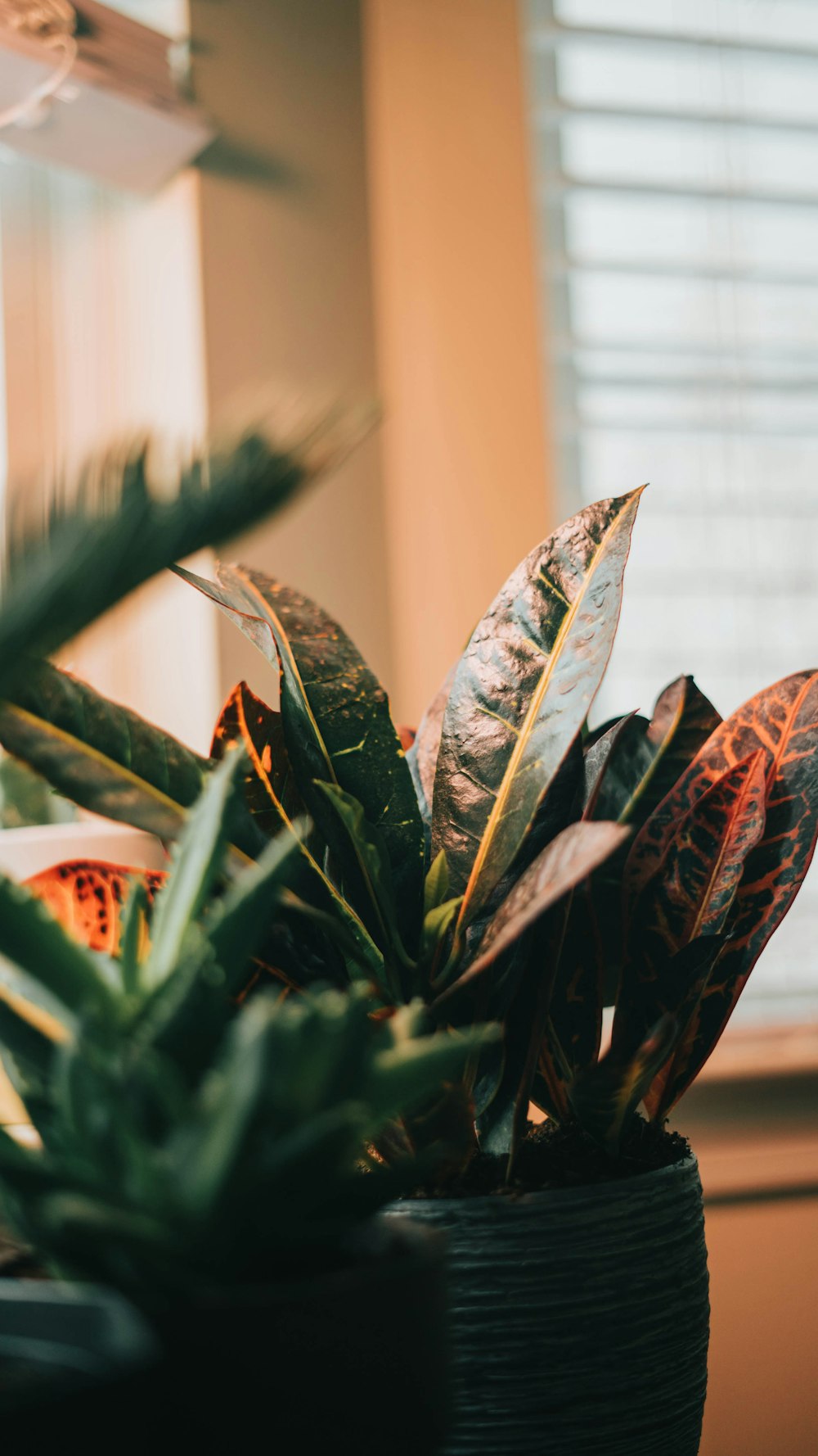 a close up of a potted plant near a window