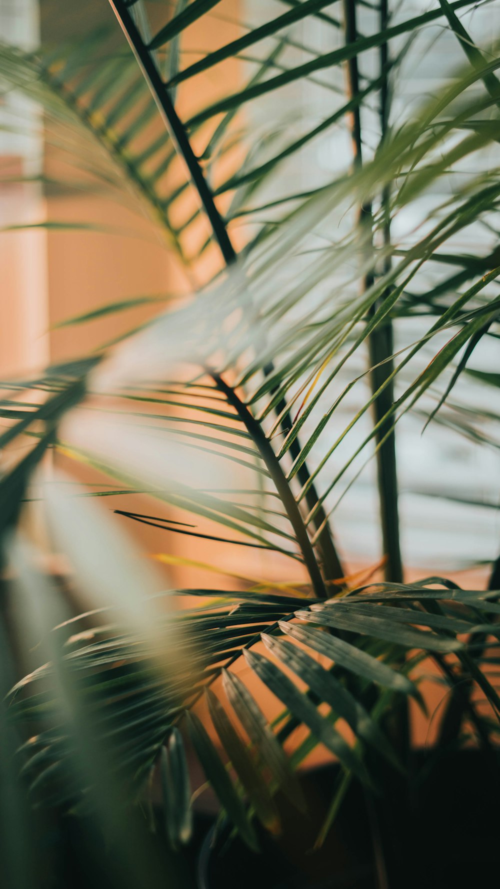 a close up of a plant with a building in the background