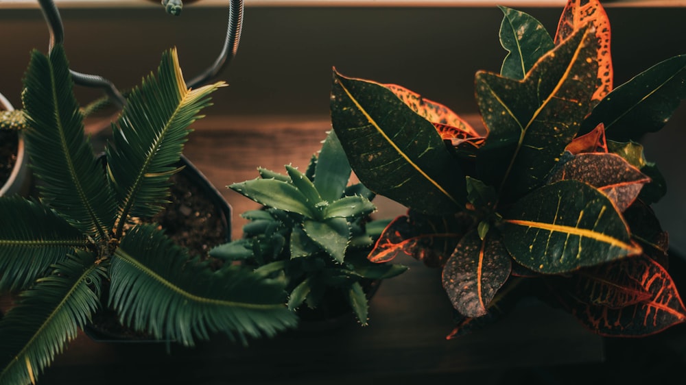 a couple of plants that are sitting on a table