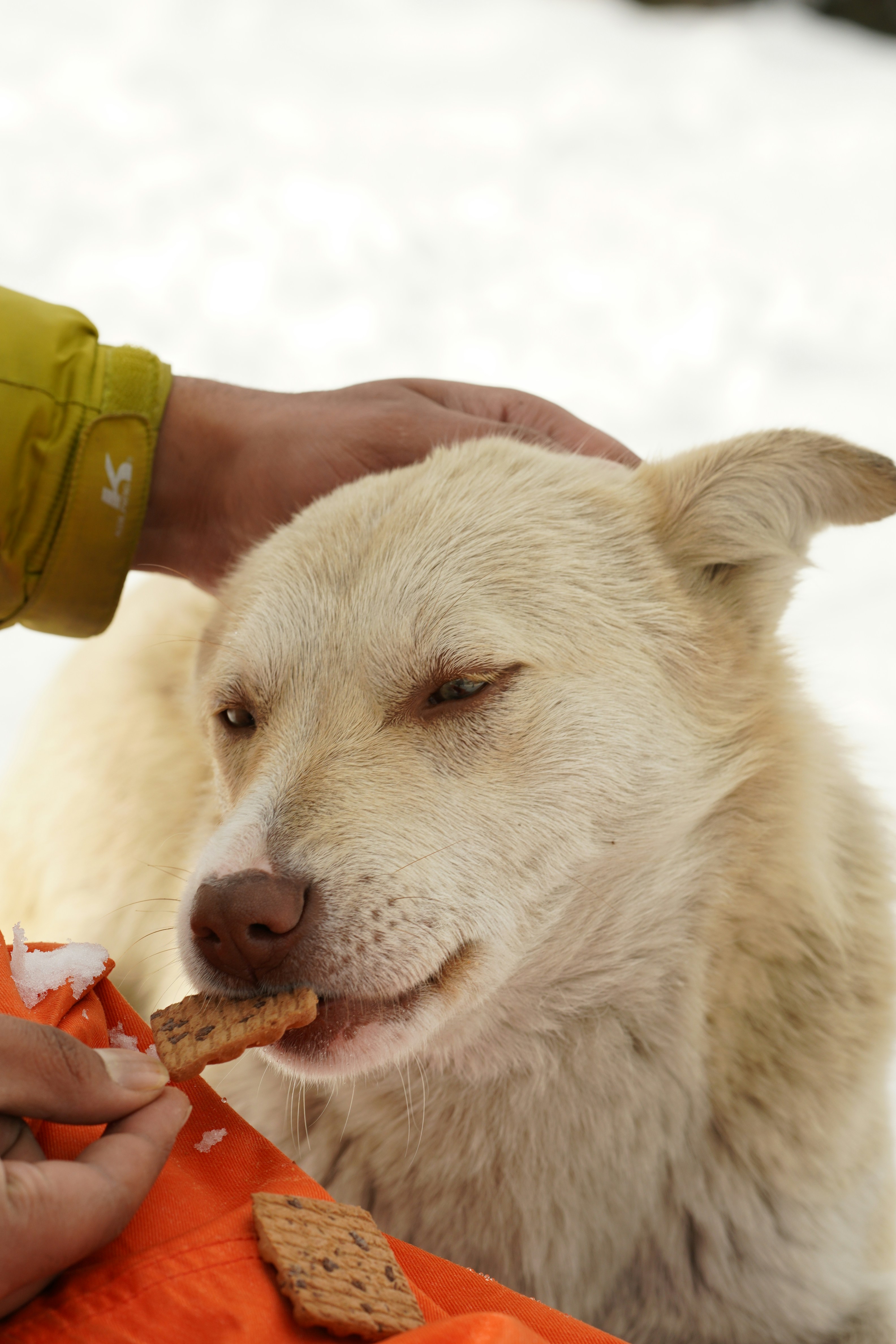 Signs Your Dog Treats Aren’t as Healthy as You Think