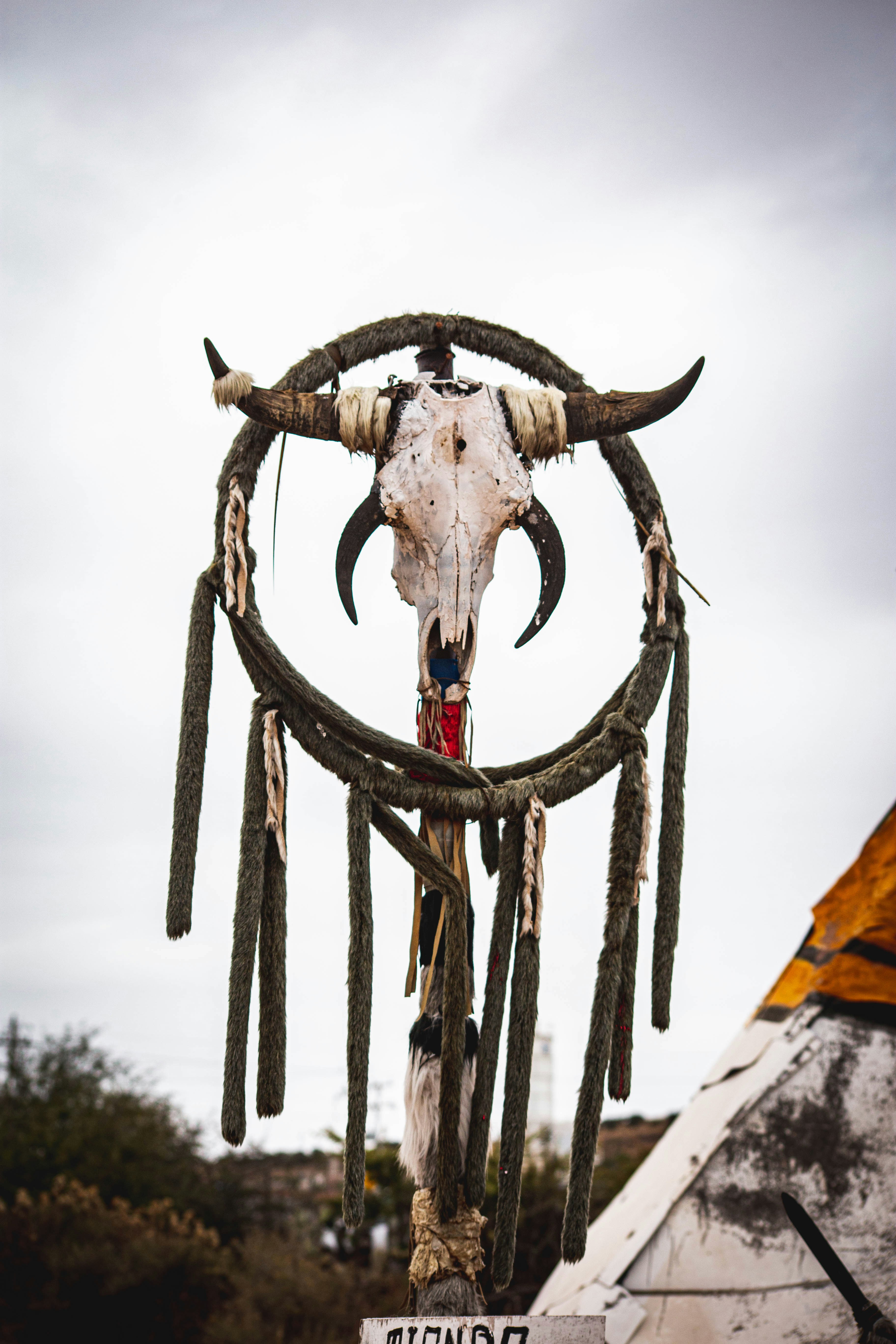a cow skull with horns and horns hanging from it's back