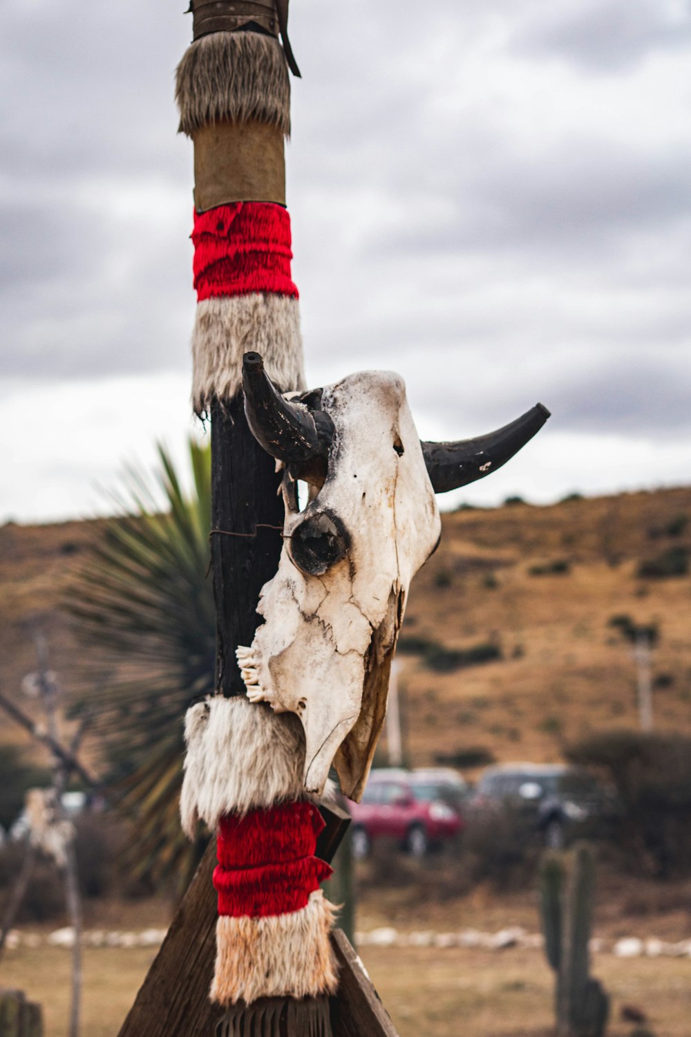 a cow's head hanging from a pole in a field