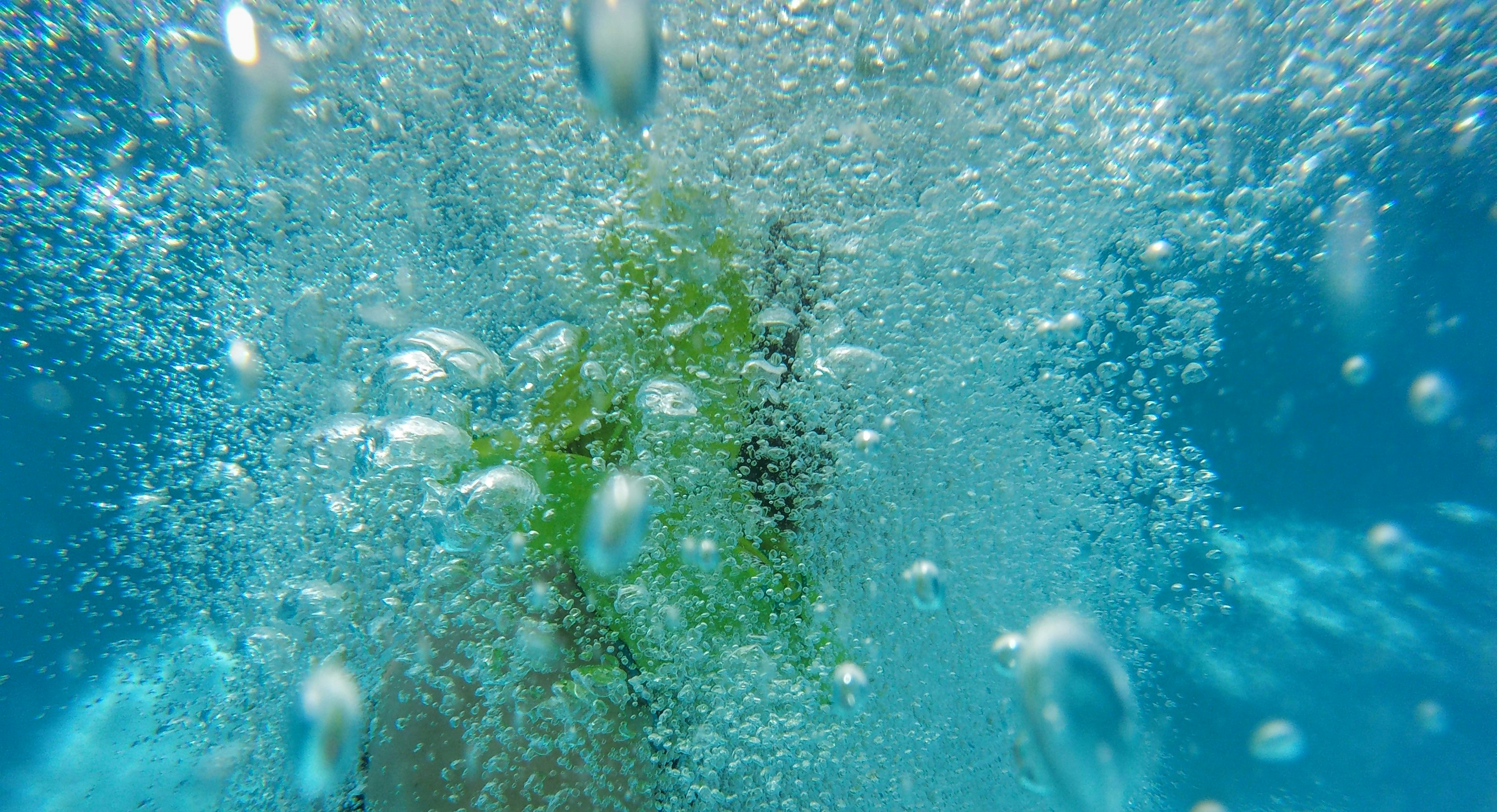 Close-up of water droplets on plant