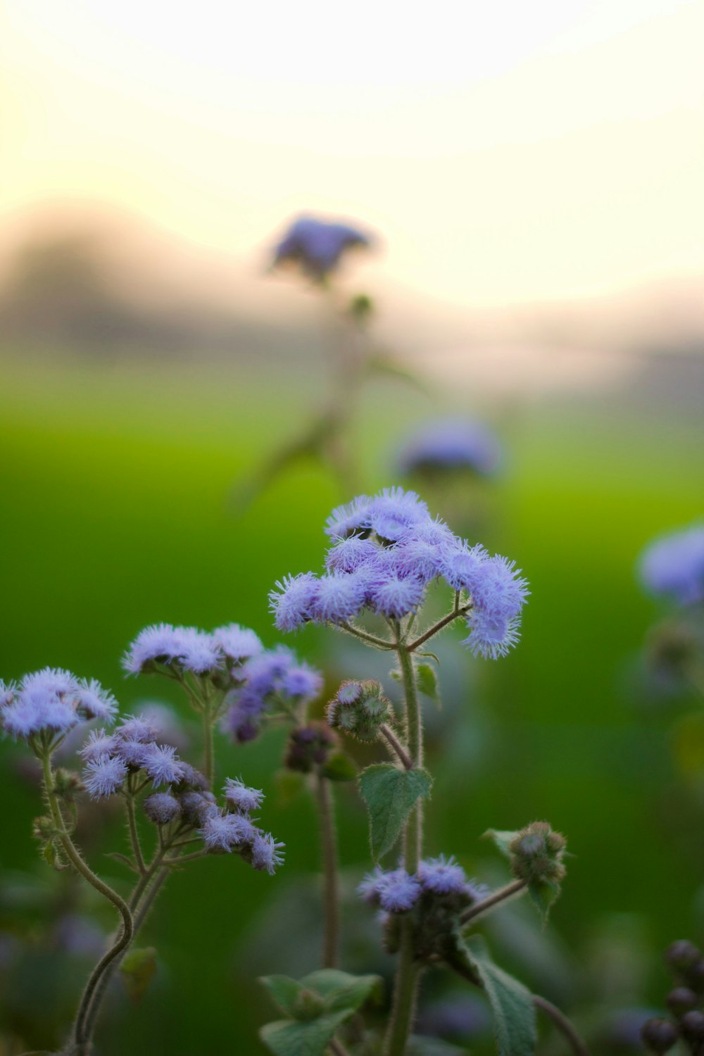 a bunch of flowers that are in the grass