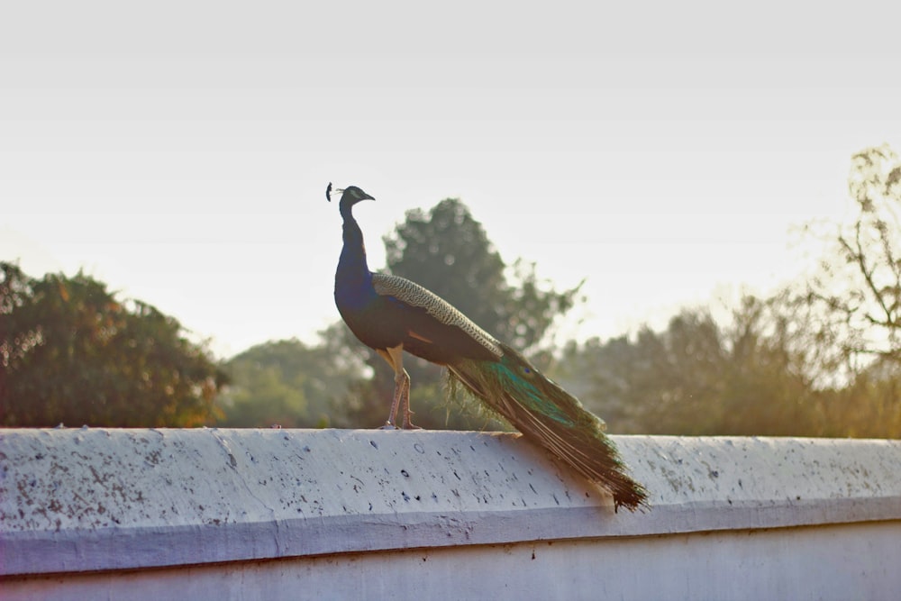 a peacock standing on top of a cement wall