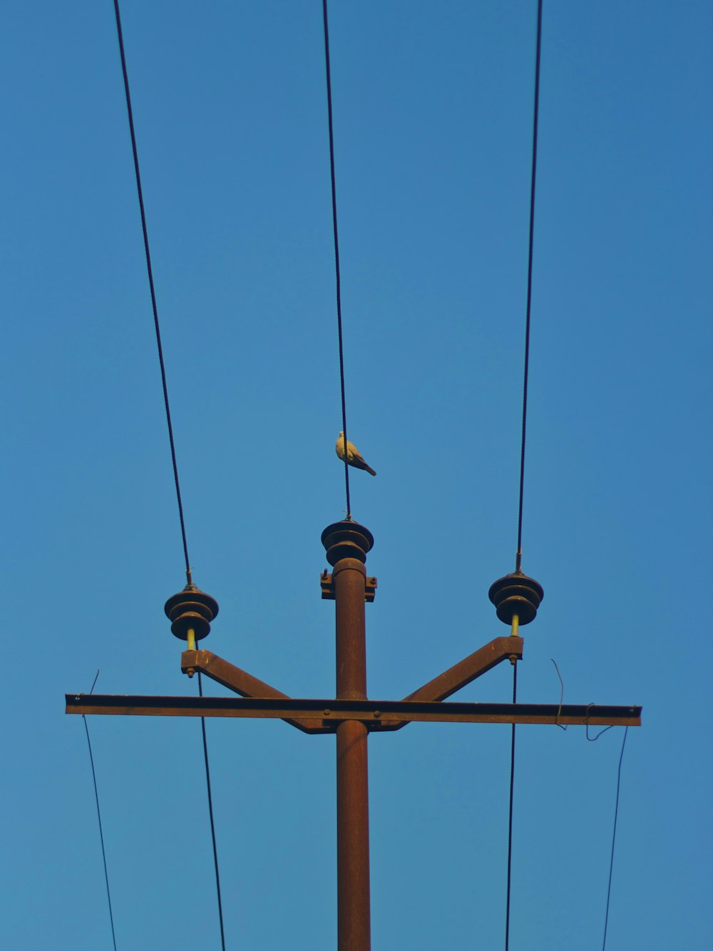 a bird is sitting on top of a pole