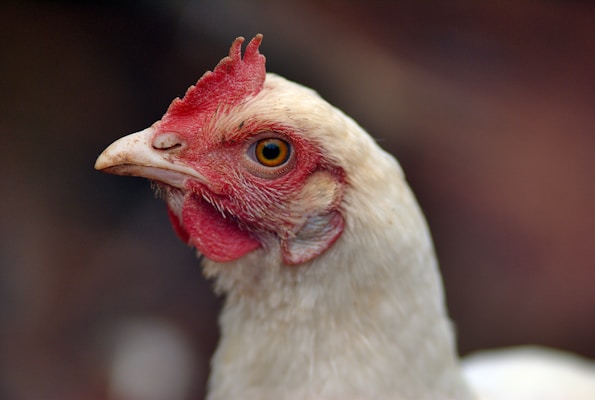 a close up of a white chicken with a red comb